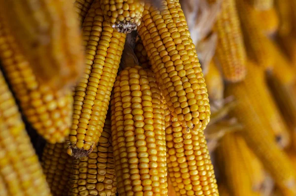 Kurutulmuş mısır, tomar tomar asmak. Sarı mısır. Bir avuç mısır..