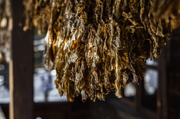 Evin terasında asılı duran tütün yaprakları. Tütün yaprakları kurudu..