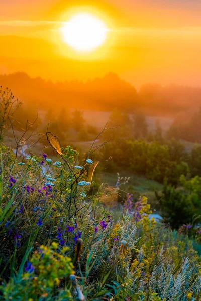 Günaydın, bozkırda şafak vakti. Güneş tepelerin üzerinden doğuyor. Uyandıran çiçekler.
