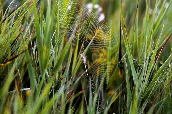 Günaydın, bozkırda şafak vakti. Güneş tepelerin üzerinden doğuyor. Uyandıran çiçekler.