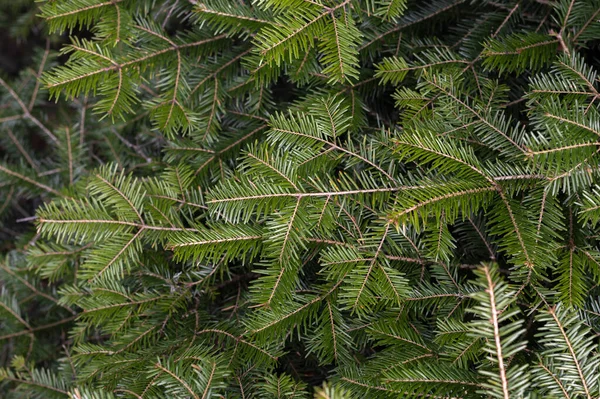 Dikenli yapraklı fidan dalları.