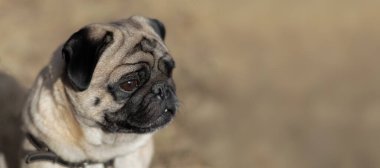 Portre, küçük köpek cins Pug.