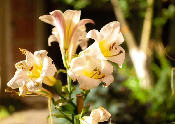 Gece vakti, açık havada bir kraliyet zambağı resmi.