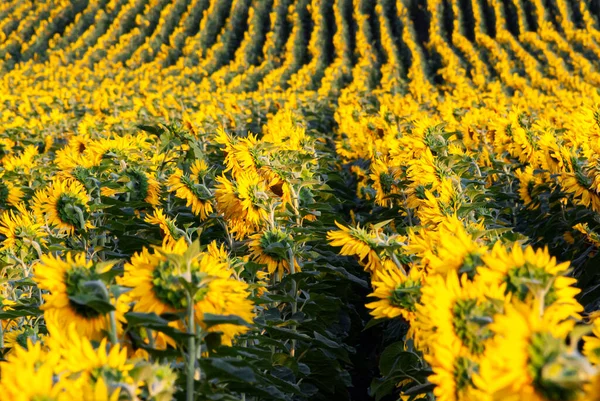 Güneşli bir günde sarı ayçiçeği tarlası.