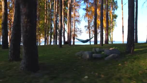 松林の木々の間を飛行する — ストック動画