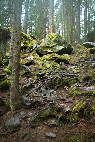 Ormanda sabah taş yolları ve kökleriyle.