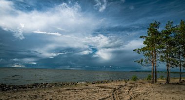 Sahilde çam ağaçları olan deniz manzarası.