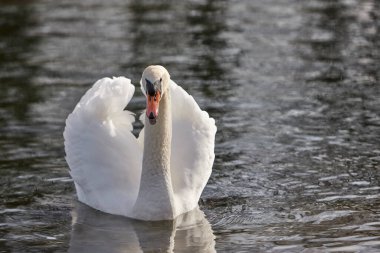 Göldeki beyaz bir kuğunun yakın çekimi.