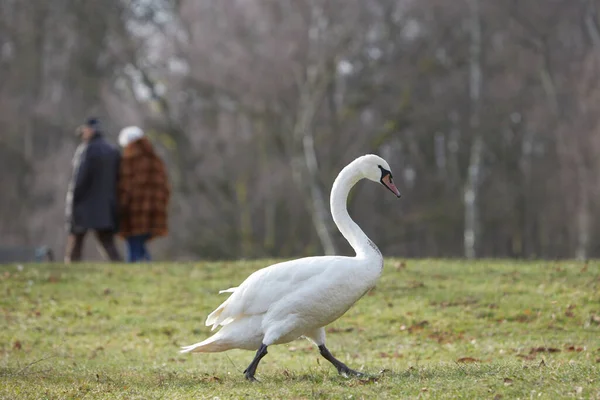 White Swan Walking Park Elder Couple Background — Stock Photo, Image