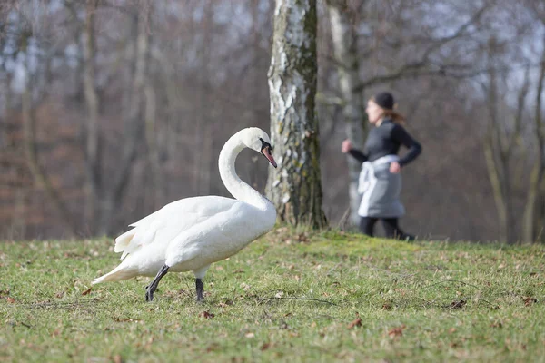 White Swan Walking Park Jogger Background — Stock Photo, Image