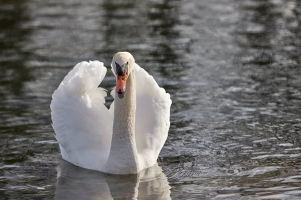 Close White Swan Lake — Stock Photo, Image