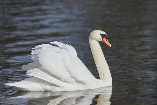 Close White Swan Lake — Stock Photo, Image