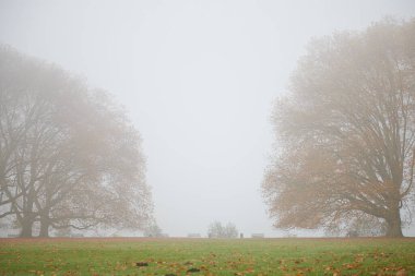 Gölün kenarındaki parkta boş banklar, kırmızı renkli sonbahar yaprakları.