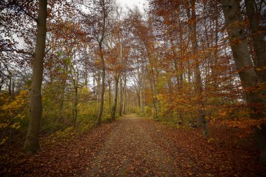 Ormanda yürüyüş, sarı yapraklar, güneş ışığı, sonbahar renkleri, açık hava.
