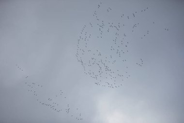 Göçmen kuşların uçuş düzeni, turnalar güneye doğru uçuyor.