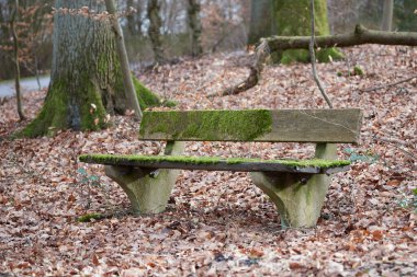 Kışın ormanda yosunlu ahşap bir bank