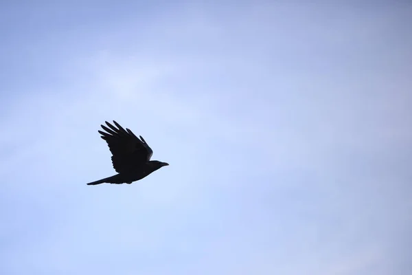 Силуэт Черного Ворона Голубом Фоне Неба — стоковое фото