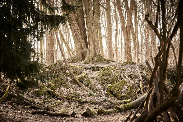 森林里发霉了 山上的树是用旧石头做成的 — 图库照片