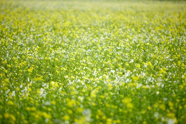 Gula Och Vita Blommande Växter Ett Vinterfält — Stockfoto