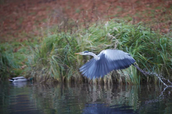 Flying Heron Lake Park — Stock Photo, Image