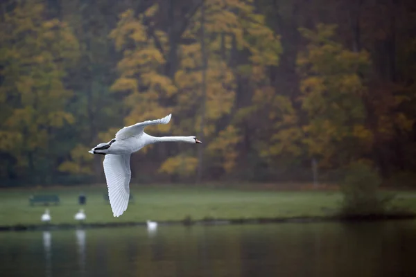 在公园的湖边放着白天鹅 — 图库照片