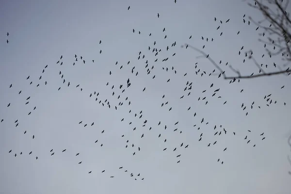 formation flight of migratory birds, cranes are flying to the south