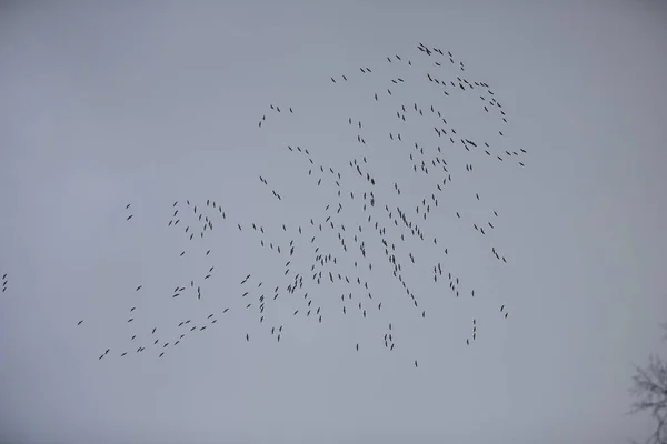 formation flight of migratory birds, cranes are flying to the south