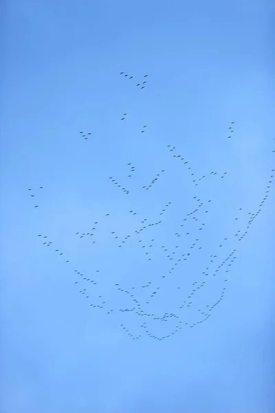 formation flight of migratory birds, cranes are flying to the south