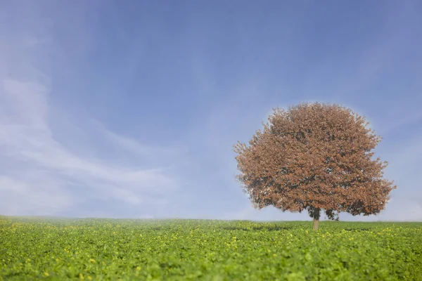 Baum Mit Herbstfarbenen Blättern Auf Einer Feile Mit Grünen Pflanzen — Stockfoto