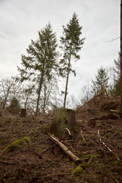 Опавшие Деревья Вокруг Некоторых Сигнальных Деревьев Символизируют Поврежденный Лес Засухой — стоковое фото