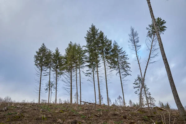 Bazı işaretli ağaçların etrafındaki devrilmiş ağaçlar kuraklık ve kabuk böceği tarafından hasar görmüş ormanın sembolü olarak kullanılıyor.