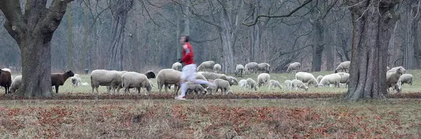 Jogging Man Framför Flock Får Park Vintern — Stockfoto
