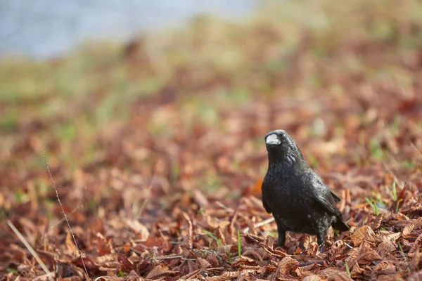 Černá Vrána Chodící Koryto Travnaté Porostlé Žlutými Červenými Podzimními Listy — Stock fotografie