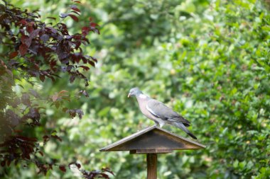 Bir kuş yemliğinin çatısında bir bahçede oturan güvercin.