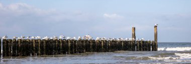 Tahta direklerde oturan martılar ve bazıları uçuyor, arka plan olarak bulutlu gökyüzü