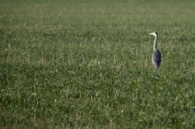 Balıkçıl yeşil bir çayırda avlanıyor.