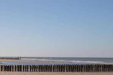 Sahildeki tahta yığınları, arka planda dinlenen martılar, mavi gökyüzü.