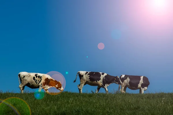 Vacas Pretas Brancas Acima Colina Prado Céu Azul Terra Fazenda — Fotografia de Stock