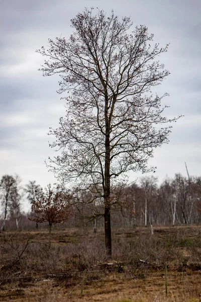 Baum Ohne Blätter Einer Heidelandschaft — Stockfoto
