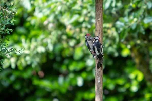 Pájaro Carpintero Alimentándose Jardín Dendrocopos Major —  Fotos de Stock