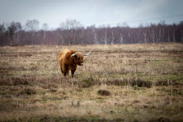 Brun Framför Björk Träd Utan Blad Ljung Landskap — Stockfoto