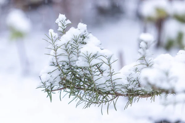 stock image rosemary bush covered by snow, Rosmarinus officinalis