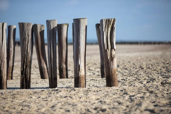 Logs Sand Water Protection Beach Domburg Países Baixos — Fotografia de Stock