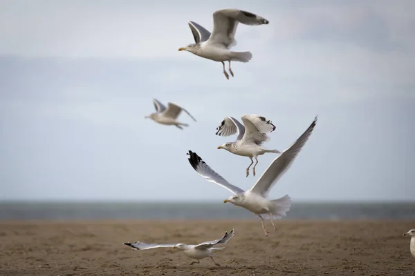 Möwen Fliegen Strand Des Ozeans — Stockfoto
