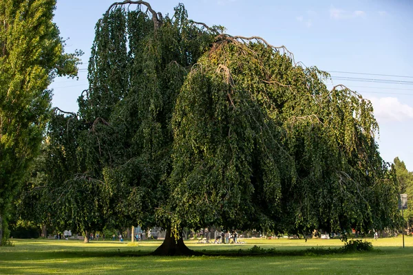 Baum Park Menschen Hintergrund — Stockfoto