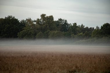 Özet olarak, sabah sisinde tarla ve ormanla birlikte manzara.