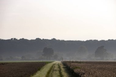 Bir tarlada sabah manzarası, buğday tarlası ile çavdar tarlası arasındaki yol, arka planda orman.