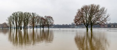 Kışın yüksek sularda duran ağaçlar, Köln 'deki Ren Nehri seli, suda yansıyan yansıma