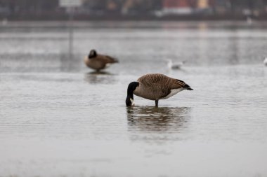 Otlaktaki kaz Ren Nehri 'nden gelen yüksek su ile taştı.