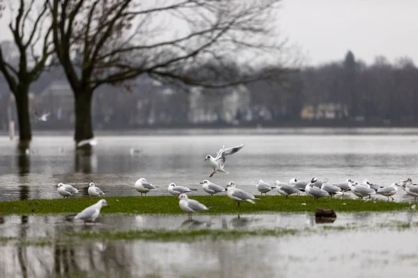 Måsar Gräsmark Översvämmade Högvatten Från Floden Rhein — Stockfoto